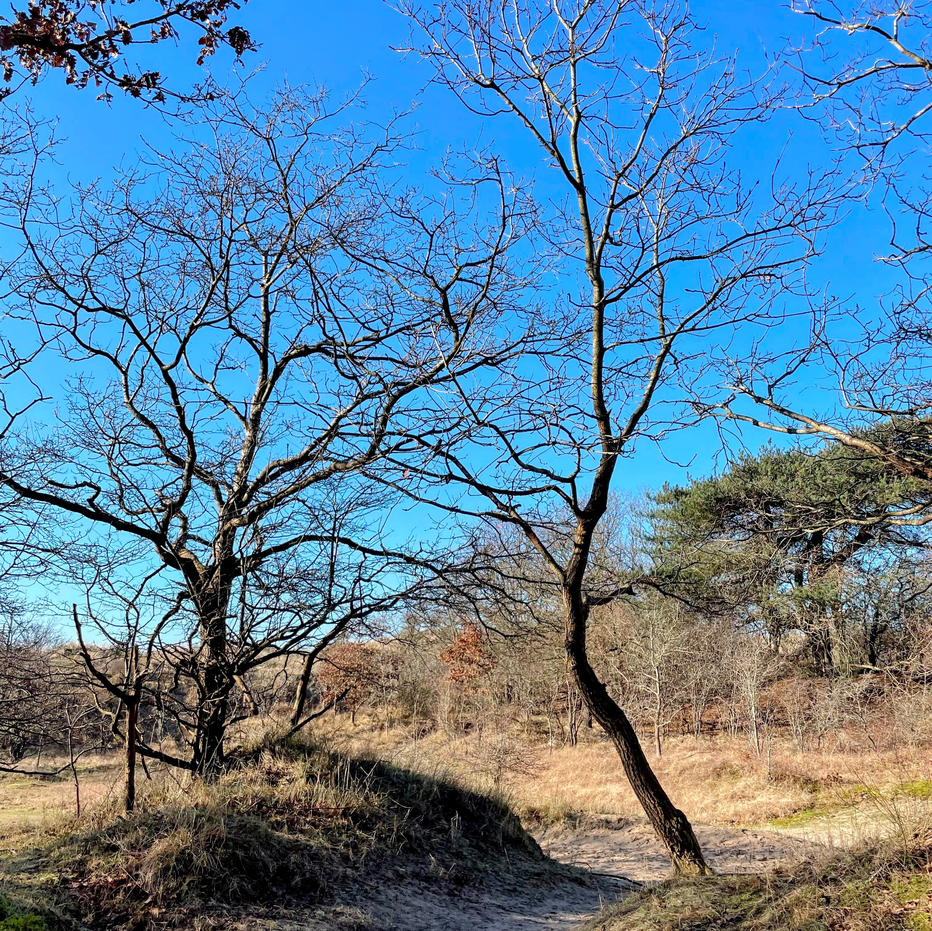 A Family Day at Zuid-Kennemerland National Park